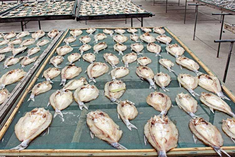 魚肉烘干
